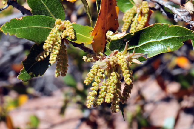 Emory Oak has both male and female flowers. Male flowers shown here have long drooping yellow catkins. Female flowers have small spikes in the leaf axils. Quercus emoryi